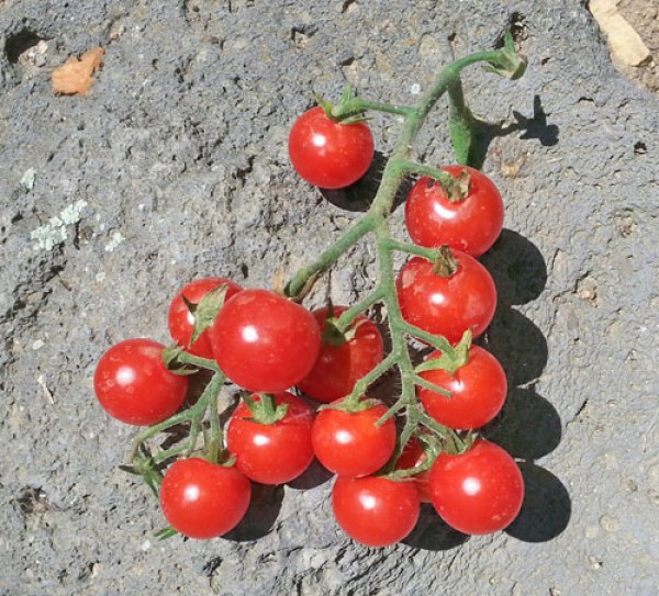 Ugina Tomato Seeds