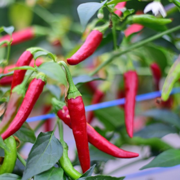 Organic NuMex Twilight Chili Seeds