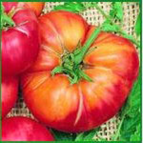 Mr.Stripey Beefsteak Tomato Seeds