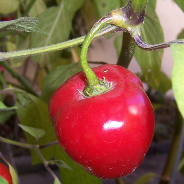 Tree Chili Seeds