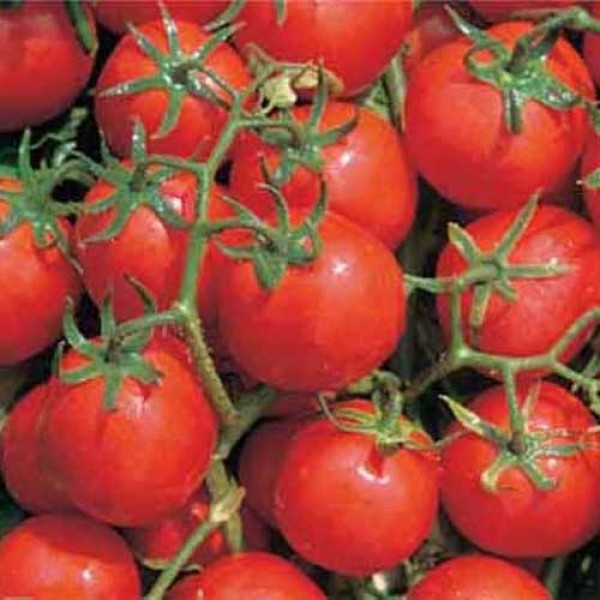 Davis_UC_82_Tomaten_Samen_1.jpg