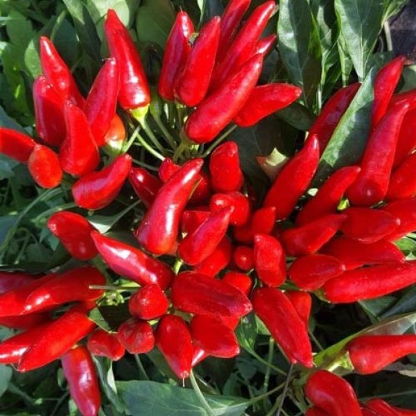 Peperoncini_Piccante_Guarda_Cielo_Chili_Samen_1.jpg