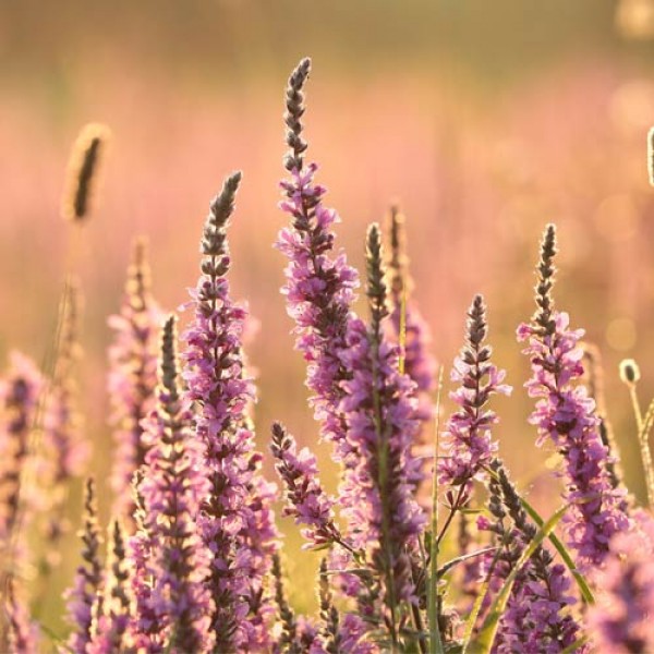 Purple loosestrife - perennial of the year 2024