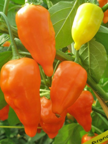 Organic Peruviano Arancio Chili Seeds