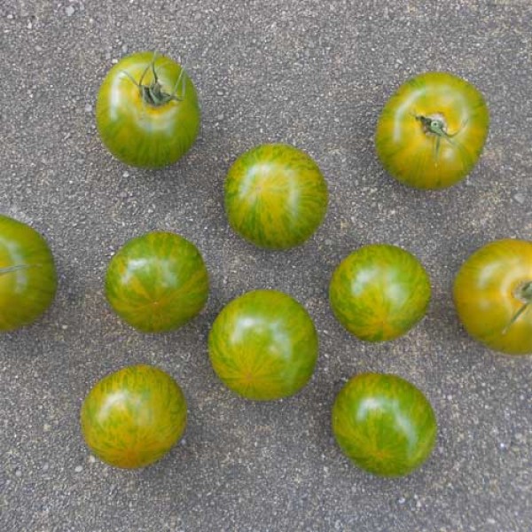 Green Zebra Tomato Seeds