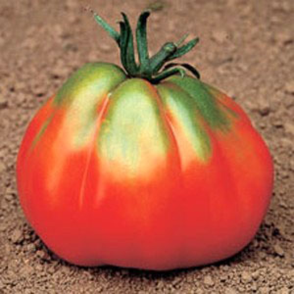 Giant Pear Red Tomato Seeds