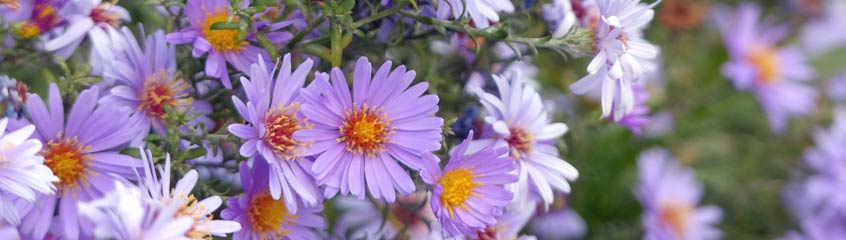 Autumn Flowers