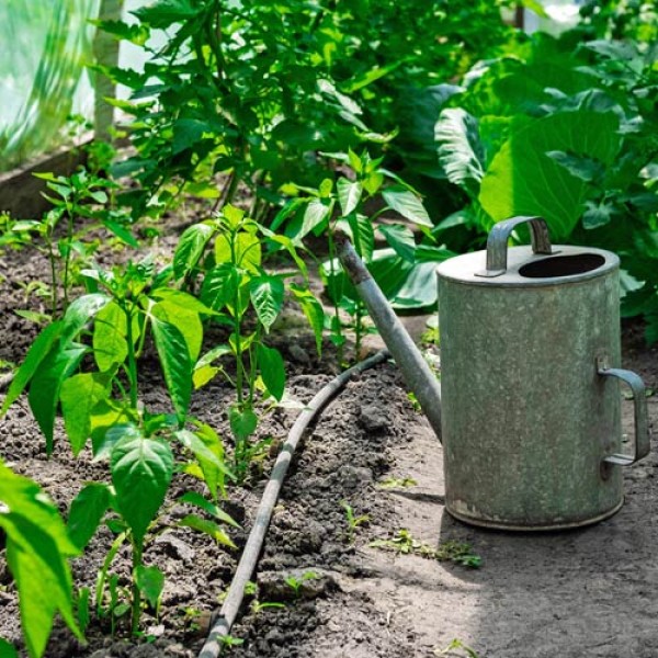 How to Water Chilli Plants