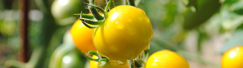 Yellow Tomatoes