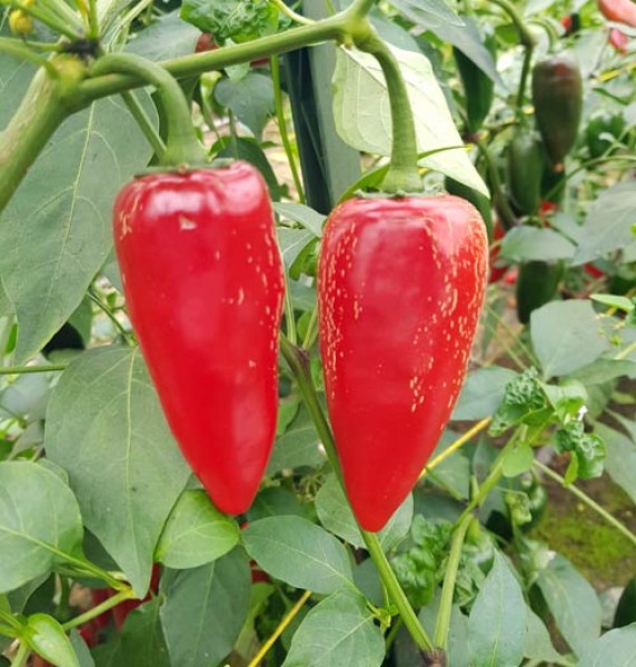 Organic Jalapeno Giant Chili Seeds