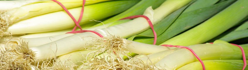 Leek