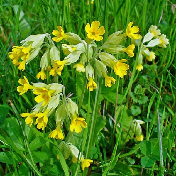 Echte_Schluesselblume_Samen_1.jpg