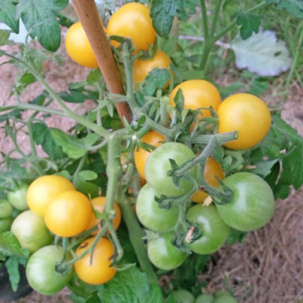 Window Box Yellow Tomato Seeds