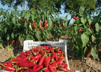 Wann_kann_man_Chilis_ernten_1.jpg Wann_kann_man_Chilis_ernten_1.jpg