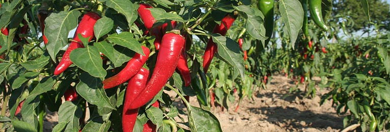 Growing Chillies