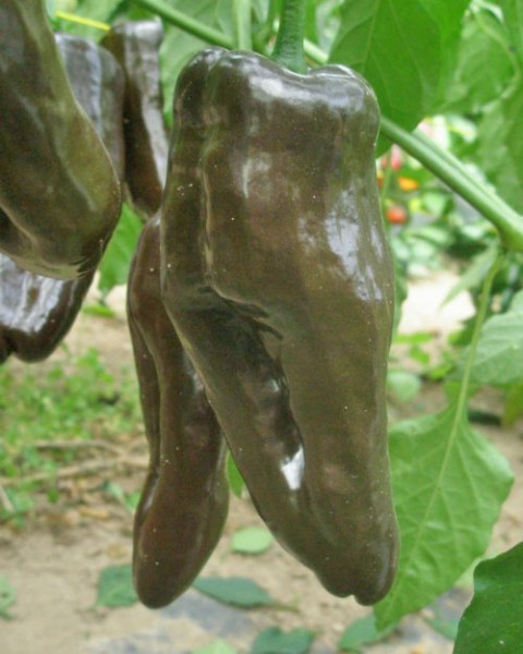 Ancho Mulato Chili Seeds