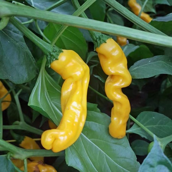 Penis_Pepper_Yellow_Peter_Pepper_Chili_Samen_1.jpg