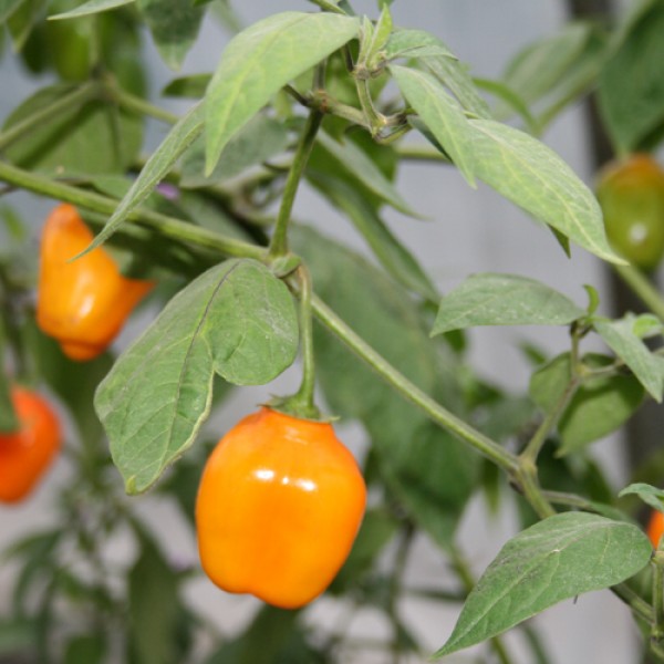 Rocoto de Seda Chili Seeds