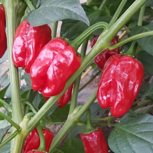 Big Jamaican Chili Seeds online - chili-shop24.de