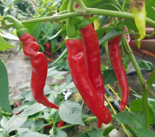 Order Biber Chili Seeds online - chili-shop24.de