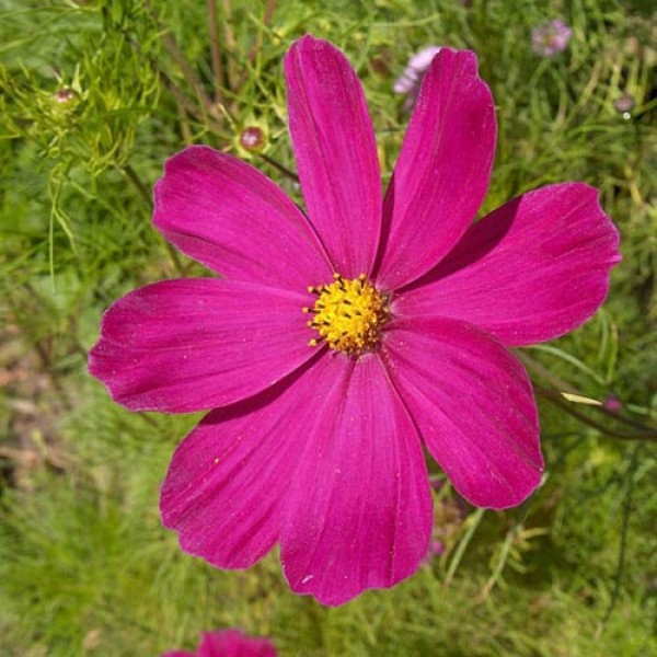 Schmuckkoerbchen_Cosmea_Gazebo_Red_Samen_1.jpg