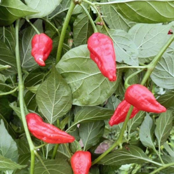 Naga Morich Spain Strain Chili Seeds