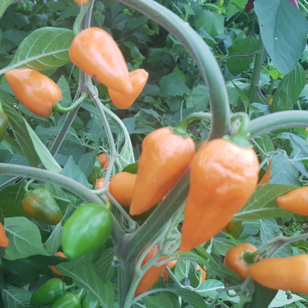 Orange Egg Chili Seeds