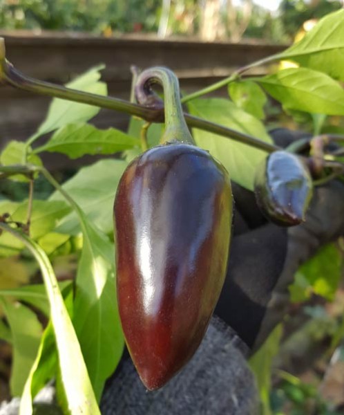 Black Hungarian Chili Seeds