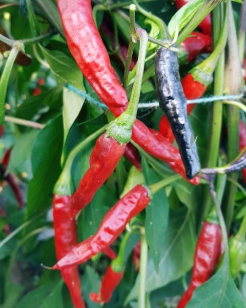 Chinese Black Chili Seeds