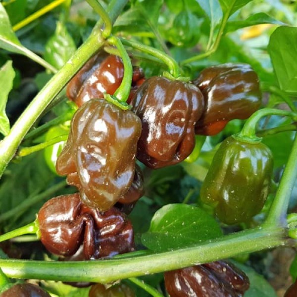 Jamaican Hot Chocolate Chili Seeds