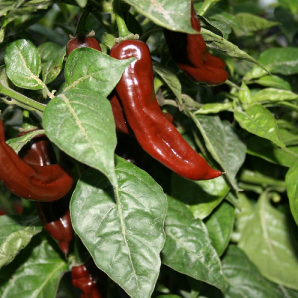 Peruvian Long Brown Samen