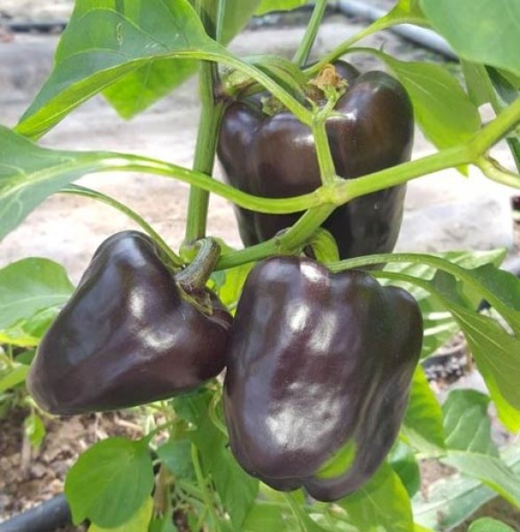 Purple Beauty Chili Seeds