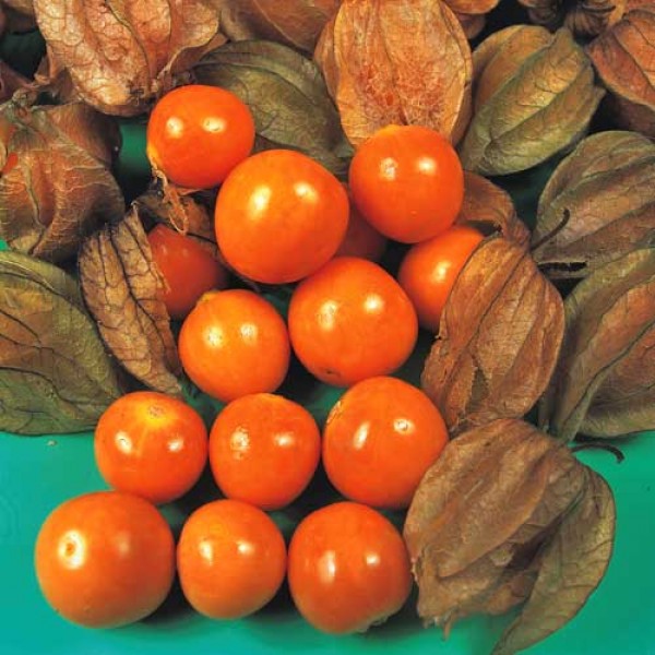 Physalis_Edulis_Samen_1.jpg