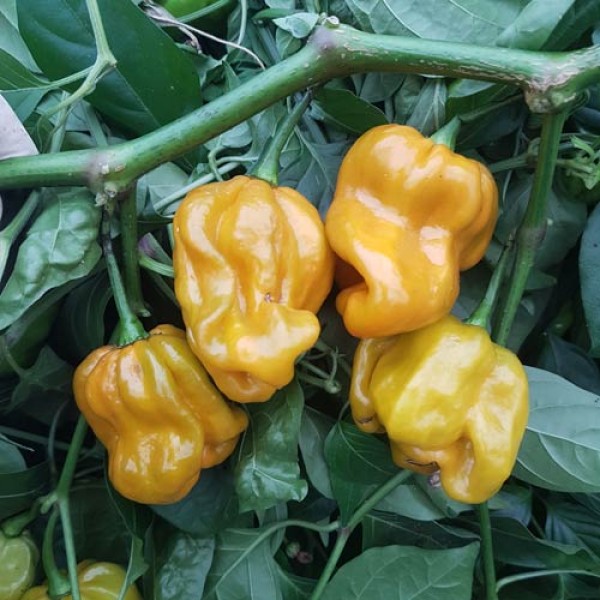 Habanero_Mustard_Chili_Samen_1.jpg