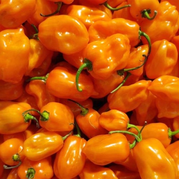 Organic Habanero Orange Chili Seeds