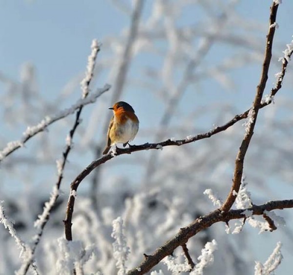 Das_Gartenjahr_im_Dezember_1.jpg