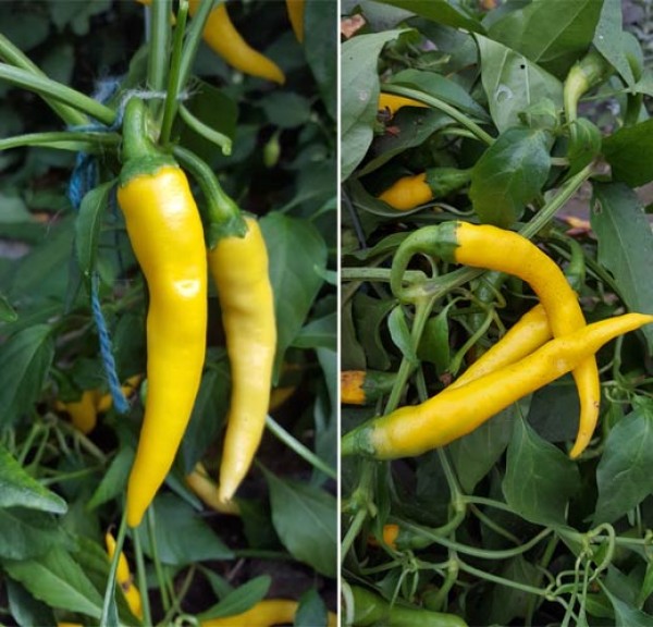 Romanian_Giallo_Chili_Samen_1.jpg