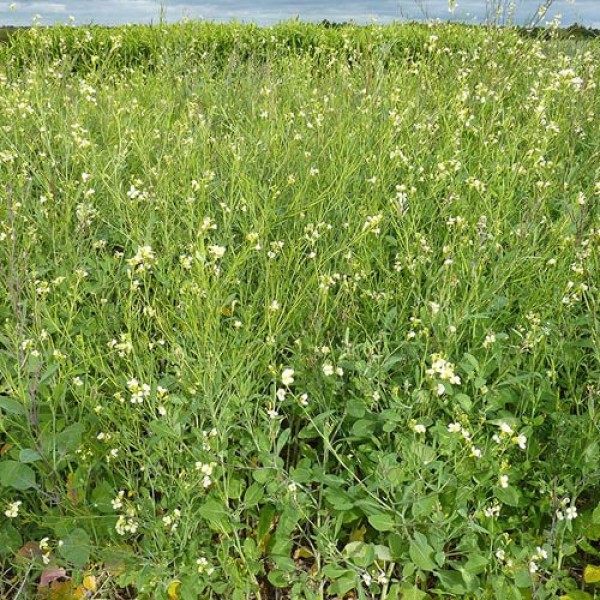 Senfsalat_Texel_Greens_Samen_1.jpg