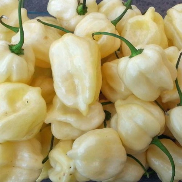 Habanero_Big_White_Chili_Samen_1.jpg