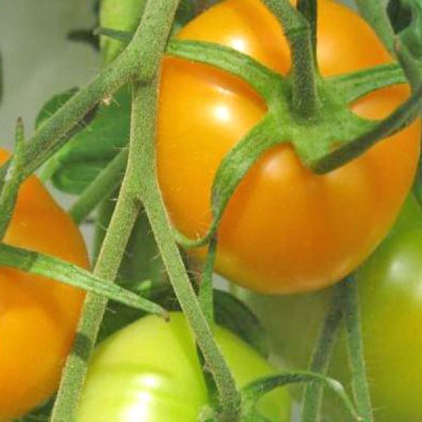 Golden Jubilee Tomato Seeds