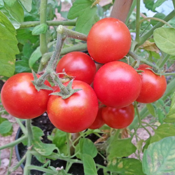 Tumbler Sweet Tomato Seeds