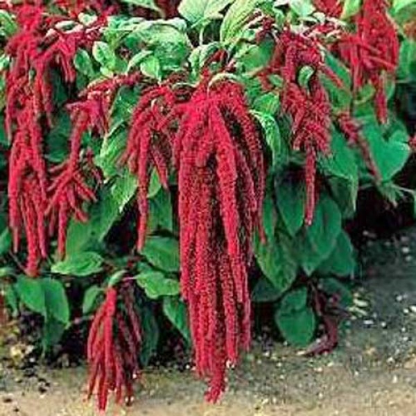 Amaranth_Red_Samen_1.jpg