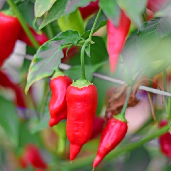 Organic Aji Benito Chili Seeds