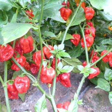 Mighty Hornet Red Chili Seeds