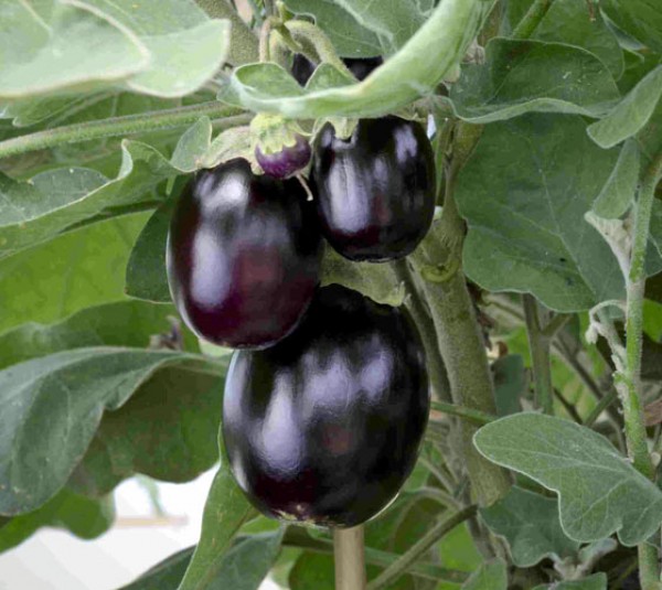 Aubergine_Jackpot_Samen_1.jpg