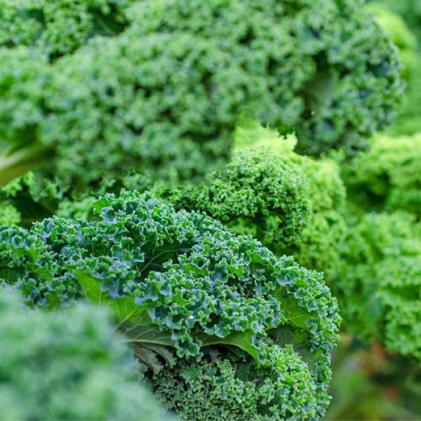 Kale - fresh vegetable also in winter