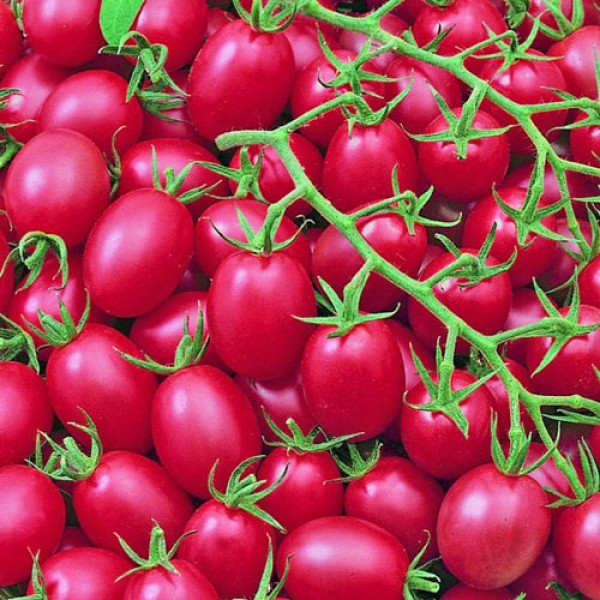 Pink Grape Tomato Seeds