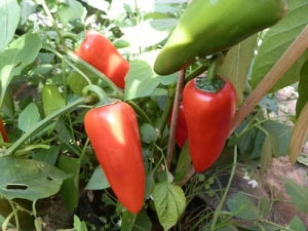Red Dwarf Chili Pepper Seeds