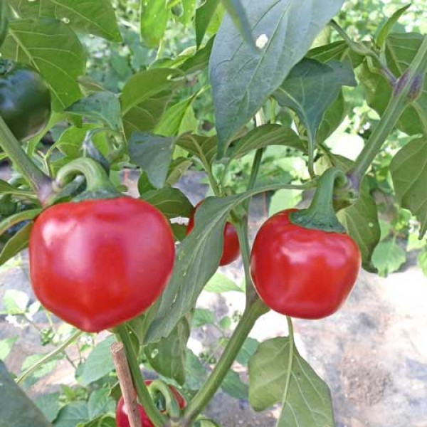Organic Cherry Bomb / Cherry Pepper Chili Seeds