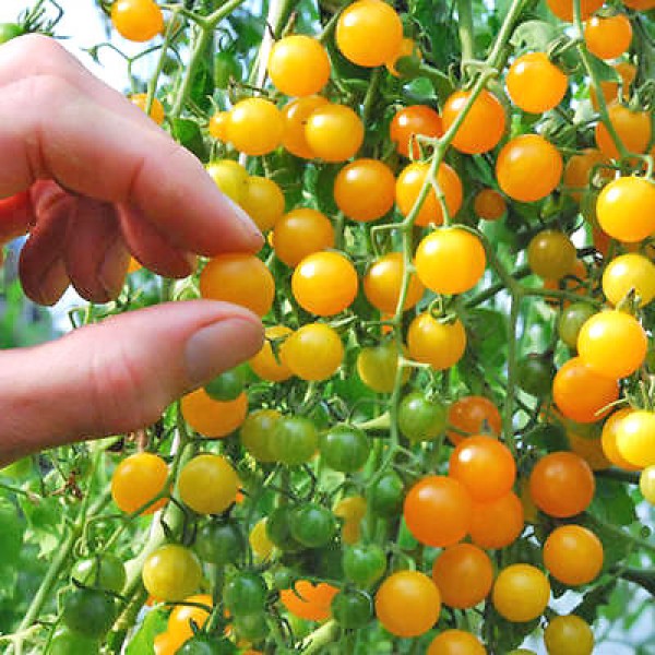 Currant Gold Rush Tomato Seeds